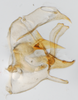 Pygofer, lateral view: !! display not done !! on Pygospina spinata Caldwell, 1951: (Observation).