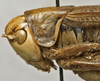 CollectionObject 1535933; 97cf958b-2fe9-4b0a-bbe4-58f598b6e20f: female pronotum, lateral view (syntype). (CollectionObject).