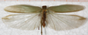 CollectionObject 1552394; b9494f75-fbd8-4511-a832-d47514087b42: male, dorsal view. (CollectionObject).