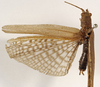 CollectionObject 1529698; a14a7e32-500d-4e1c-a3a8-48317d5b9ff4: male, dorsal view (holotype). (CollectionObject).