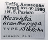 CollectionObject 1523830; 72e81ac9-476b-4444-b710-f6fc818e0e4b: labels (holotype). (CollectionObject).