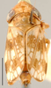 Habitus, lateral view: Colistra parvula, lateral habitus (BMNH). (Observation).