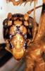 CollectionObject 1505250; f6343758-bbe0-47e4-9c5d-f7321849863d: male, face (holotype of Gryllacris baramica). (CollectionObject).