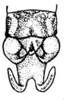 Teleutias tortus Rehn, 1917: Pl. 3, Fig. 18 (after type). male abdomen tip, dorsal view. (Otu).