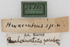 CollectionObject 1532353; NMW 24551, 8abf02fc-87a9-4582-ae5d-ba0431949d73: labels (syntype). (CollectionObject).