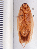Epilampra delicata Hebard, 1929 now Epilampra basistriga Walker, 1868: Photo taken by Heidi Hopkins. (Otu).