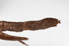 CollectionObject 1557154; 667102fb-84b3-4b6a-a1d5-cb327a306c1f: copyright MNHU, Berlin. female: end of abdomen, lateral view (holotype). (CollectionObject).