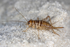 CollectionObject 1591420; 4d2f1817-e6bd-428a-8719-9f4e11b05103: female (RO: Credinta). (CollectionObject).