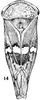 Habitus, dorsal view on Balcanocerus (Balcanocerus) balcanicus (Horváth, 1903): (Observation).