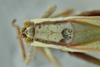 CollectionObject 1532201; 1b9c2e5f-0992-4ae0-bc68-8bb4aac101ca, NMW No. 57362: female head and pronotum, dorsal view (syntype of Dictyota pruinosa). (CollectionObject).