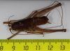 CollectionObject 1565385; 75cde9f3-1800-43ae-ac3d-97404a90be05: male, dorsal view (holotype). (CollectionObject).