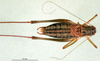 CollectionObject 1502023; ef1aa23c-1278-40eb-869c-907fee55beb0: male, dorsal view (paratype). (CollectionObject).
