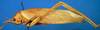 CollectionObject 1501745; f50ee0f3-78aa-45a5-bbf4-759aed7c5993: male, lateral view (Arantia accrana). (CollectionObject).