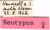 CollectionObject 1543097; 961139b5-1e02-4644-af06-1697a7ab00f8: labels (neosyntype of Mecostethus alliaceus). (CollectionObject).