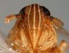 Head: !! display not done !! on Syndelphax alexanderi (Metcalf, 1923): (Observation).