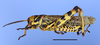 Diponthus argentinus Pictet & Saussure, 1887: male, lateral, color morph black and yellow, with red markings. (Otu).