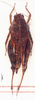 female, dorsal view (paratype). Depicts CollectionObject 1505428; 14911a52-7ae0-4b31-ba05-192610b26fd4, a CollectionObject.