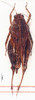 CollectionObject 1505428; 14911a52-7ae0-4b31-ba05-192610b26fd4: female, dorsal view (paratype). (CollectionObject).