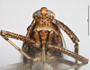 Head: !! display not done !! on Copicerus irroratus Swartz, 1802: (Observation).