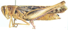 Cyathosternum prehensile Bolívar, 1882: female, lateral view. (Otu).