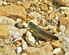 CollectionObject 1586069; df5e8c50-84b6-4ec3-adc8-628a59fc2813: male. (CollectionObject).