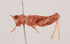 CollectionObject 1518654; f2ca3e87-1c2d-473c-b206-3b18fa7058d7, NHMUK013806077: female, lateral view (holotype). (CollectionObject).