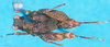 CollectionObject 1500829; 2cf000f7-7819-4d79-b928-896a82f3f2b2: female, dorsal view (holotype). (CollectionObject).