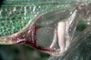 Podacanthophorus alas Naskrecki, 2000: male left mirror area. (Otu).