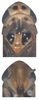Head: Head. (Observation).