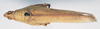 CollectionObject 1540721; b0d6da32-61f3-4947-8a15-ffcc77d541d8: female, dorsal view (holotype of Tanita ferrierei). (CollectionObject).