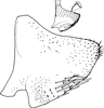 Pygofer appendages on Shamala (Mahmoba) prospecta Dworakowska, 1982: Pygofer, lateral view. (Observation).