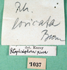 CollectionObject 1580543; 44d671ea-4d02-4395-8419-b3cc06d2ba50: labels (Rhaphidophora picea). (CollectionObject).