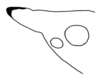 Daedalellus nigrofastigium Nickle, 2001: Fig. 8. lateral outline of fastigium. (Otu).