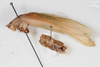 CollectionObject 1505827; 5e71975e-4ca4-4de7-8ba1-4b47be8d796c: Male, lateral view (syntype). (CollectionObject).