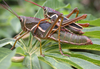 Staleochlora arcuata iguazuensis Roberts & Carbonell, 1992: pair. (Otu).