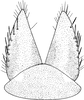 Subgenital plate: Subgenital plate. (Observation).