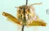 CollectionObject 1501322; f69f4b46-96db-4ad1-a11d-72bcdbbfad72: male, frontal view (holotype). (CollectionObject).