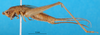 CollectionObject 1501955; 1cd7a821-569c-4adc-9a31-1f2f2b7f63a5: female, lateral view (syntype). (CollectionObject).