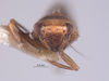 Head on Colladonus productus Nielson & Godoy, 1995: (Observation).