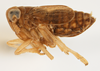 Habitus, lateral view on Delphacodes lividus Beamer, 1948: (Observation).