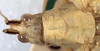 CollectionObject 1517314; 003c6214-fb6b-4f3f-b2c1-230fbc161bb6: male head and pronotum, dorsal view (syntype). (CollectionObject).;CollectionObject 1517315; bde09c8e-fa43-4a64-b83d-410b24c94674: male head and pronotum, dorsal view (syntype). (CollectionObject).