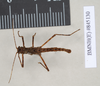 Ommatopseudes harmani (Brock, 1995): copyright Natural History Museum, London. male (paratype). (Otu).