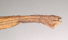 CollectionObject 1559251; 1093c59f-8e59-4f1d-8c45-0ad53cd66496: copyright Natural History Museum, London. female: end of abdomen, lateral view of Dixippus insularis (holotype). (CollectionObject).