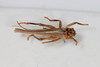 CollectionObject 1506461; 9ec82bb6-3b98-4b2e-b745-47bd3137269d: female, dorsal view (syntype). (CollectionObject).