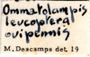 CollectionObject 1575535; 4c91dff4-63d0-433c-9df6-3b320287f1b7, DORSA D006AM01: labels (syntype). (CollectionObject).