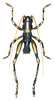 Pl. I. Fig. 6. male, dorsal view. Depicts Larnaca (Larnaca) microptera (Karny, 1926), an Otu.