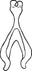 Connective on Bhatia olivacea (Melichar, 1903): Connective. (Observation).