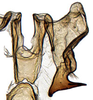 Connective: Hypacostemma viridissima, connective and stylus, ventrally (PPRI). (Observation).