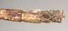 CollectionObject 1559119; 94fcfade-1a87-4e30-92d7-f934d5b8fbc1: copyright Natural History Museum, London. female: end of abdomen, dorsal view (holotype). (CollectionObject).