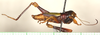CollectionObject 1544444; fe038121-079b-4a40-8b71-b651e565c8c4: male, lateral view (paratype). (CollectionObject).